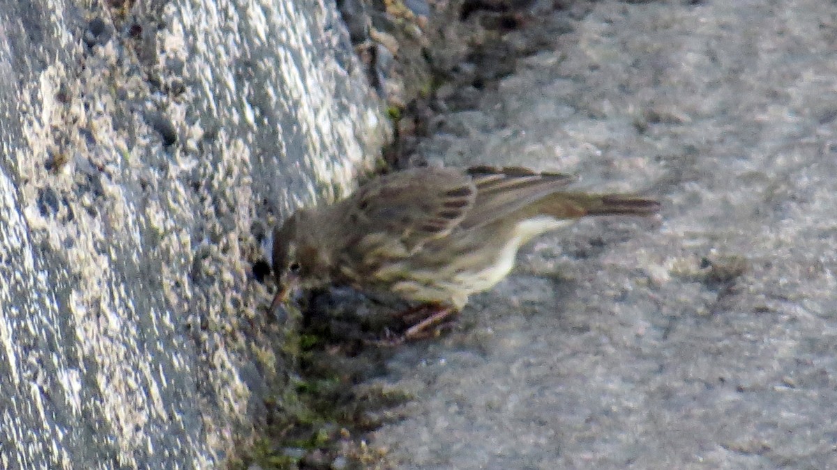Rock Pipit - ML642019182