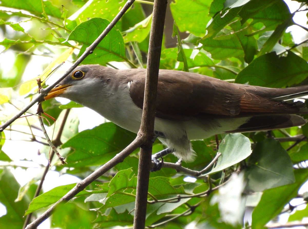 Yellow-billed Cuckoo - ML642019184