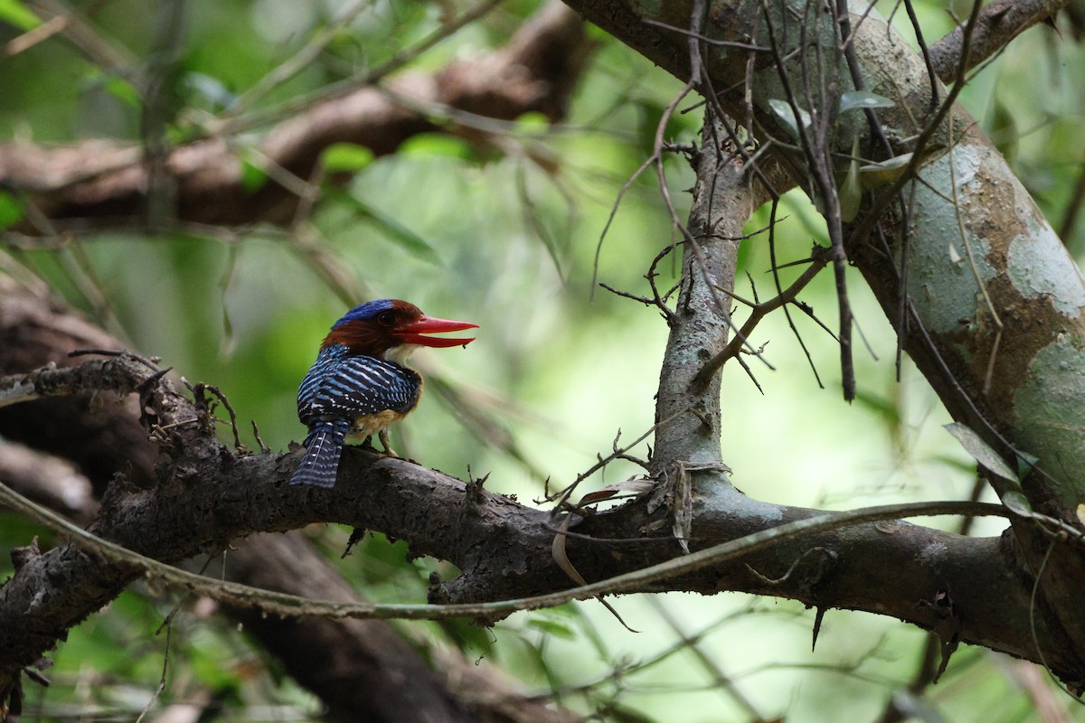 Banded Kingfisher - ML642019185