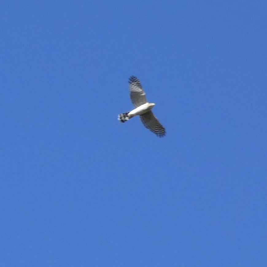 Cooper's Hawk - ML642019190