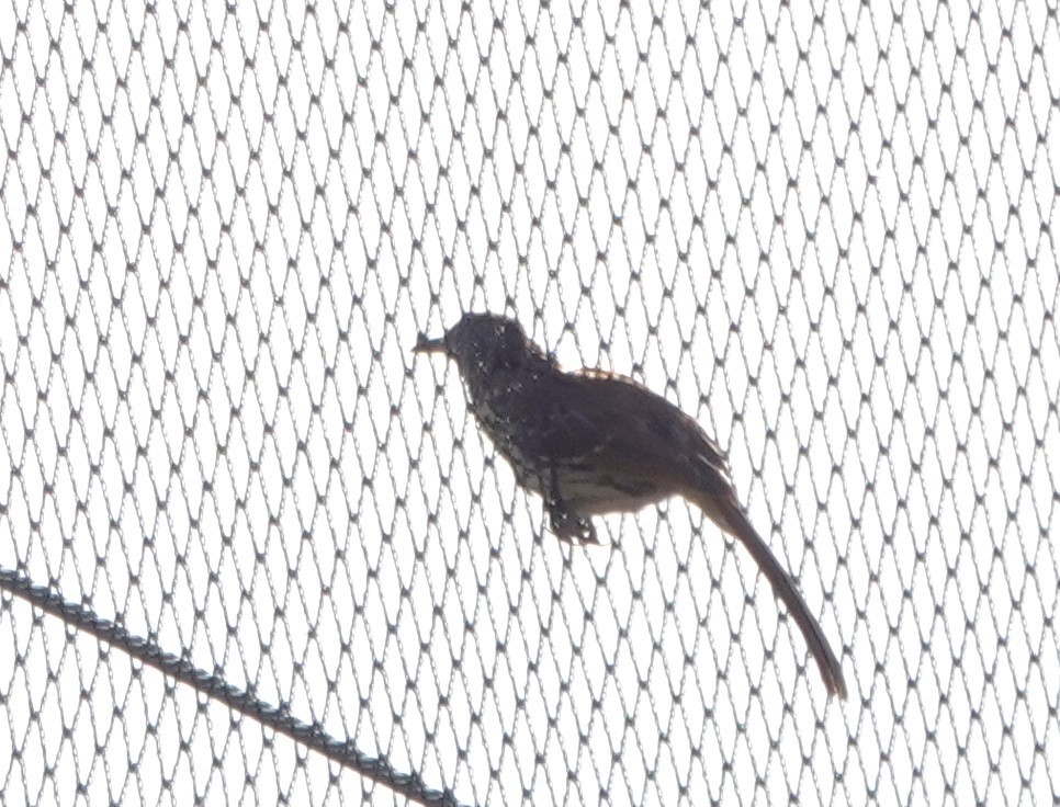 Brown Thrasher - ML642019194