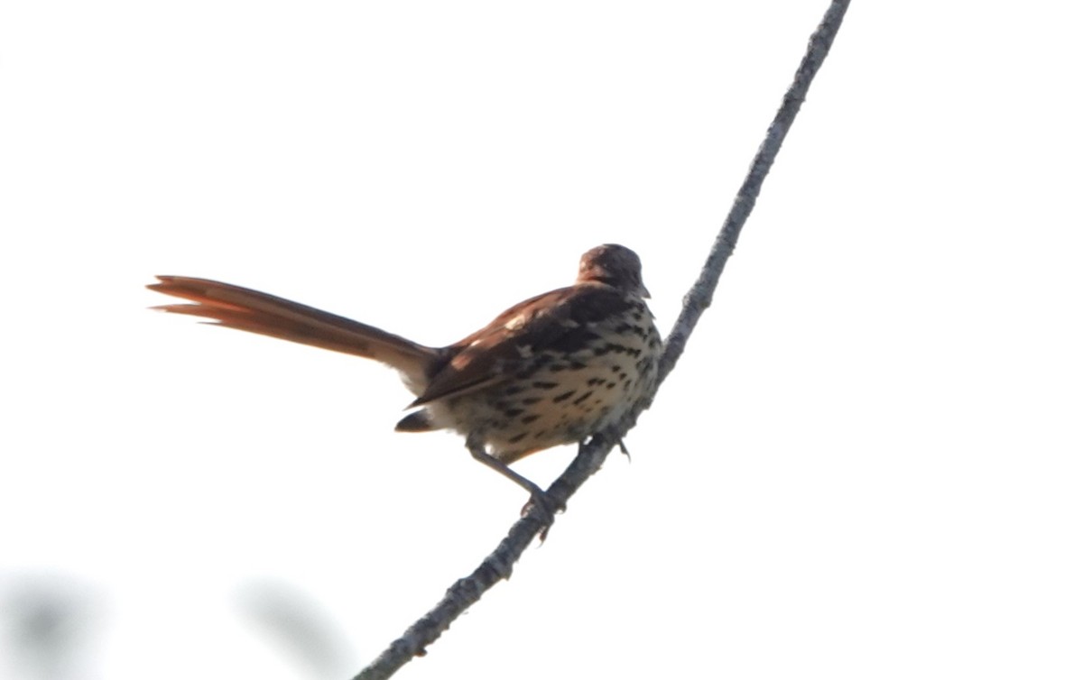 Brown Thrasher - ML642019195
