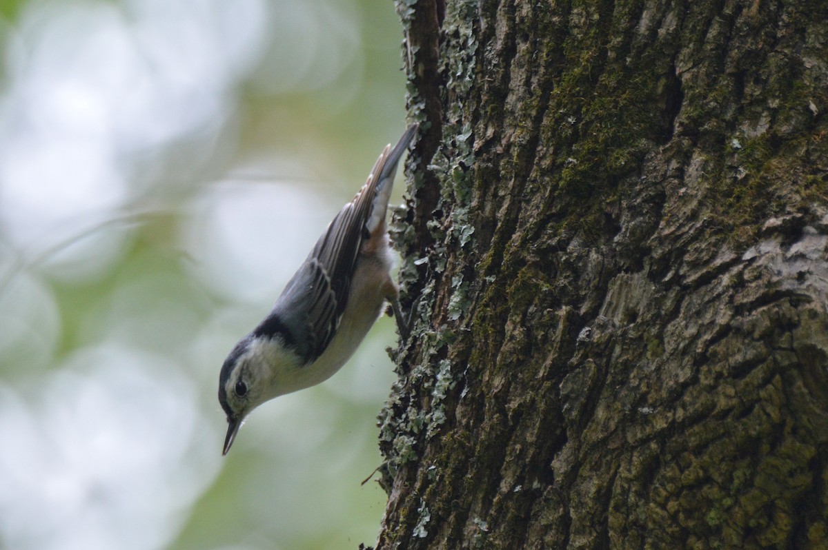 White-breasted Nuthatch - ML642019197