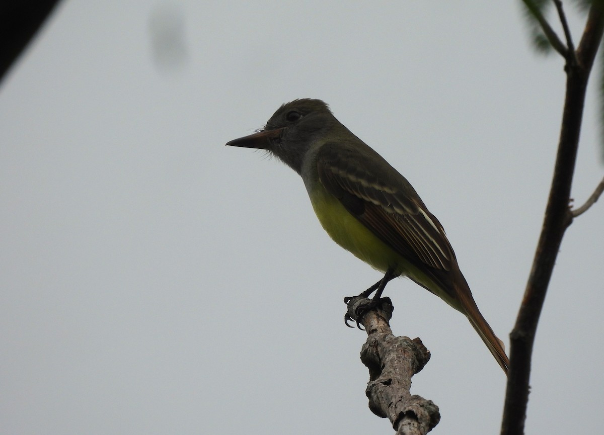 Great Crested Flycatcher - ML642019205
