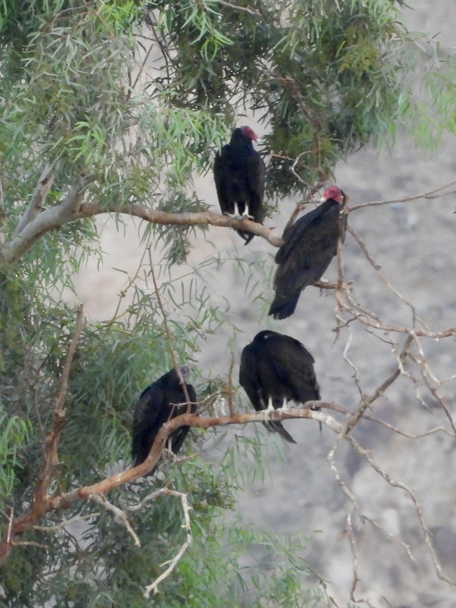 Turkey Vulture - ML642019212