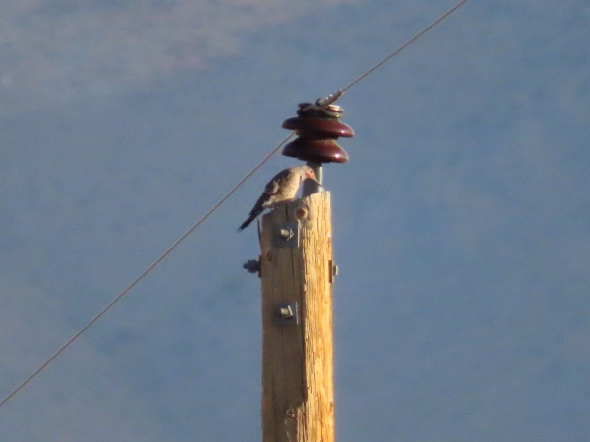 Northern Flicker - ML642019229