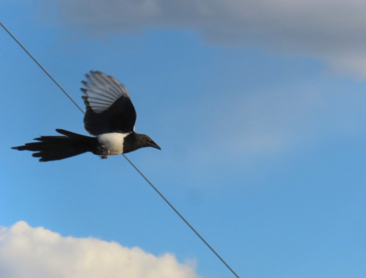 Black-billed Magpie - ML642019240