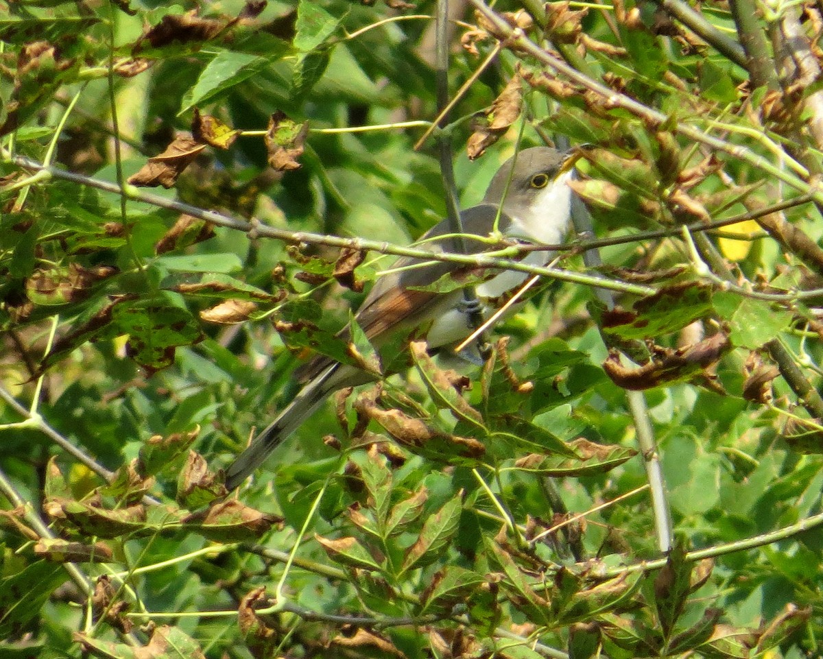 Yellow-billed Cuckoo - ML642019257