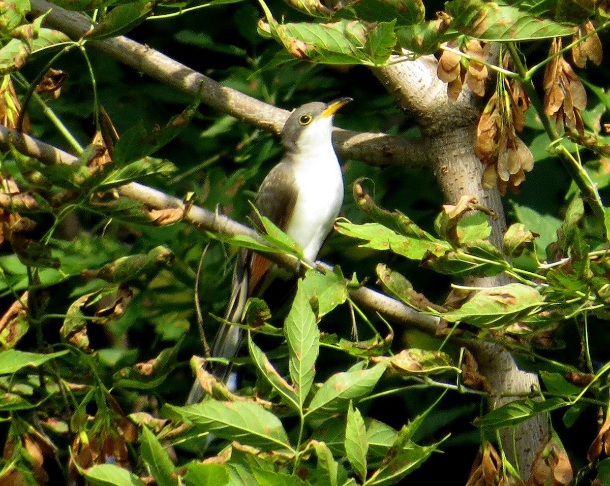 Yellow-billed Cuckoo - ML642019258