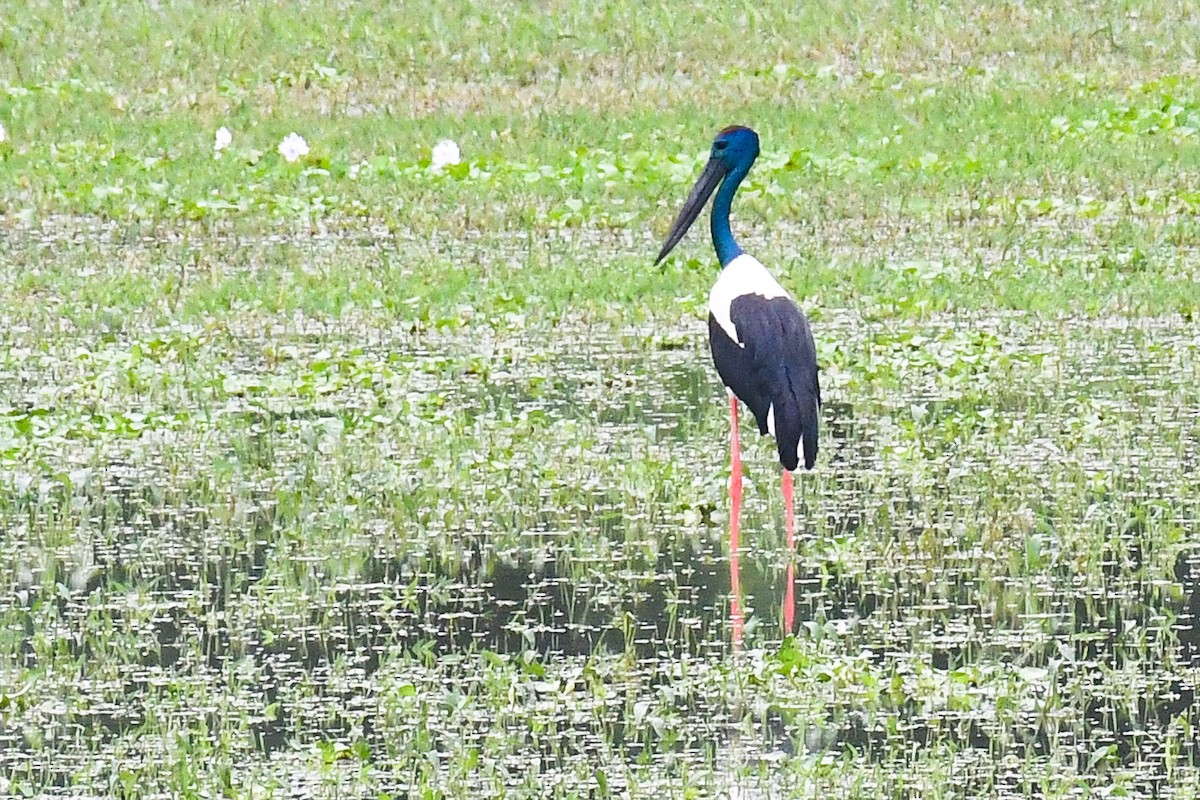 svarthalsstork - ML642019268