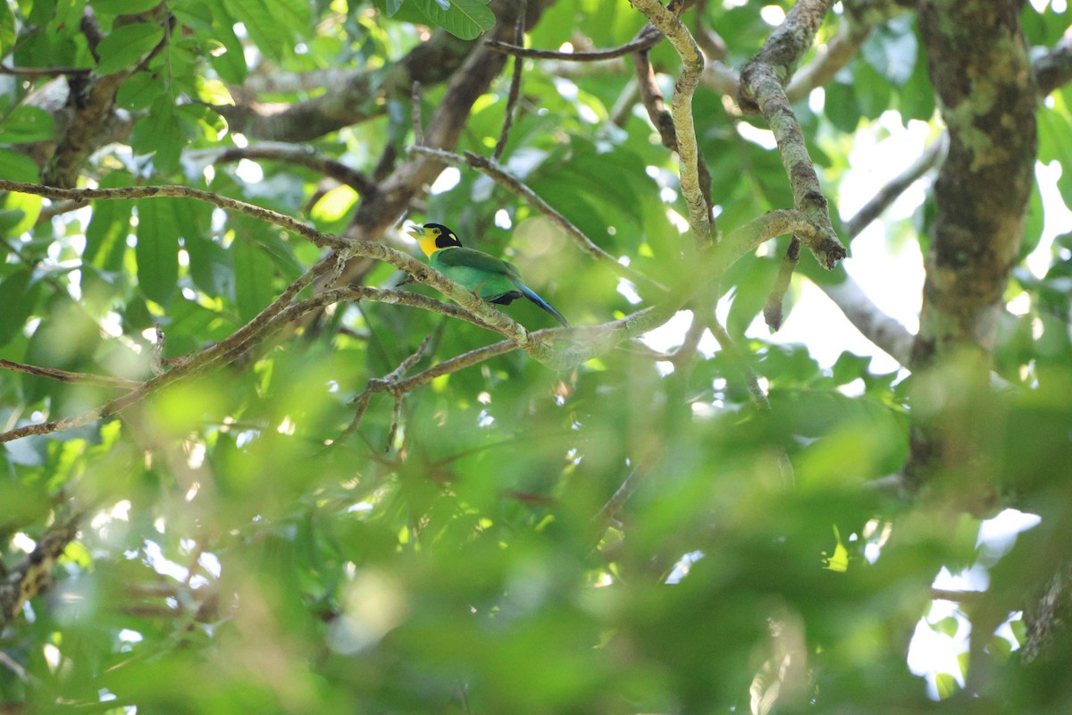 Long-tailed Broadbill - ML642019269
