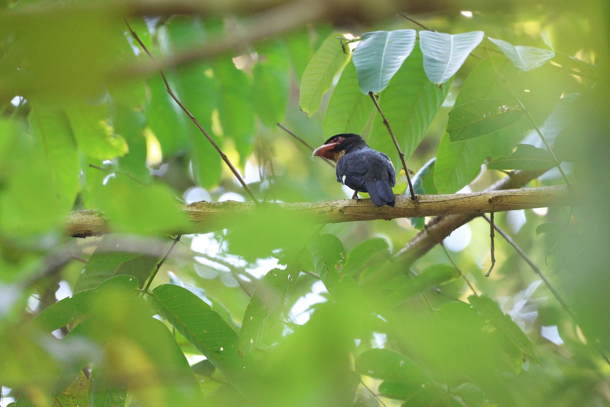 Dusky Broadbill - ML642019275