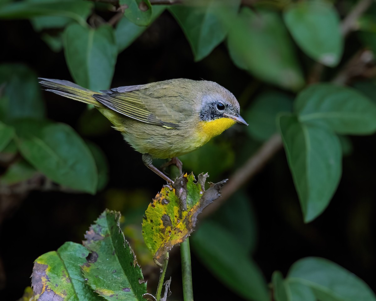 Common Yellowthroat - ML642019285