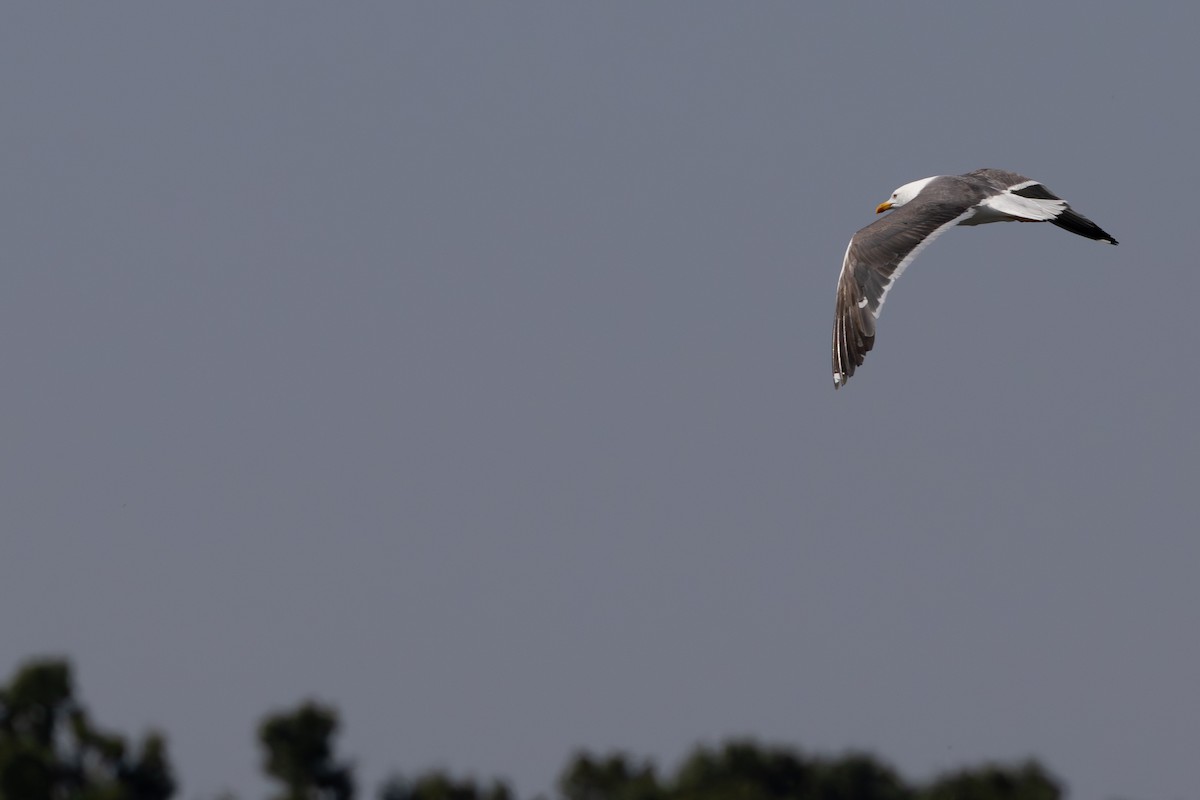 Lesser Black-backed Gull - ML642019289