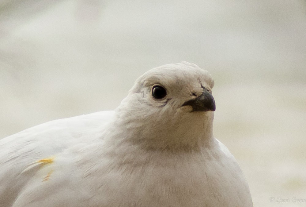 Moorschneehuhn - ML642019296