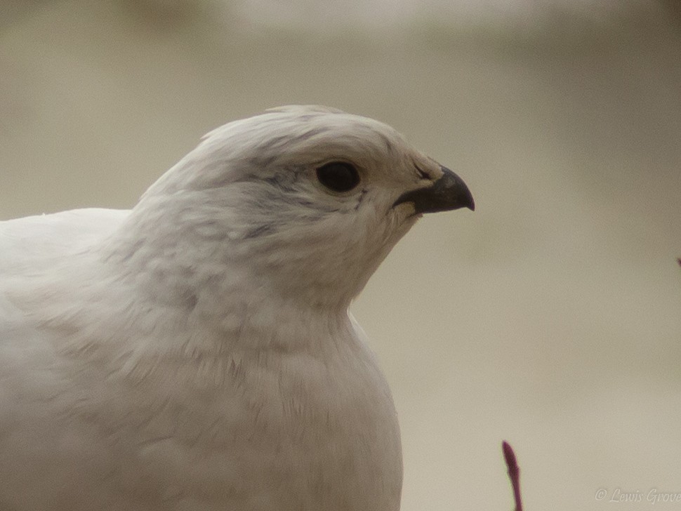 Moorschneehuhn - ML642019297
