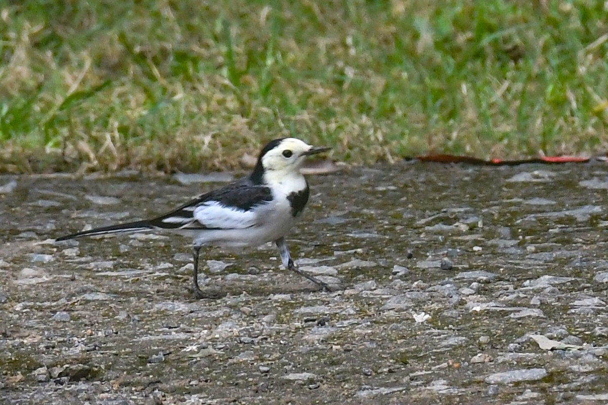linerle (leucopsis) - ML642019306