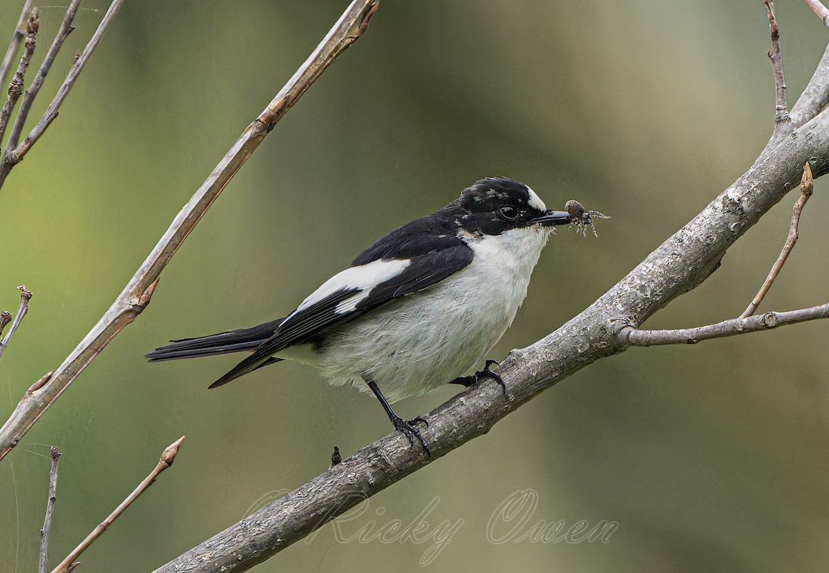 Atlas Flycatcher - ML642019307