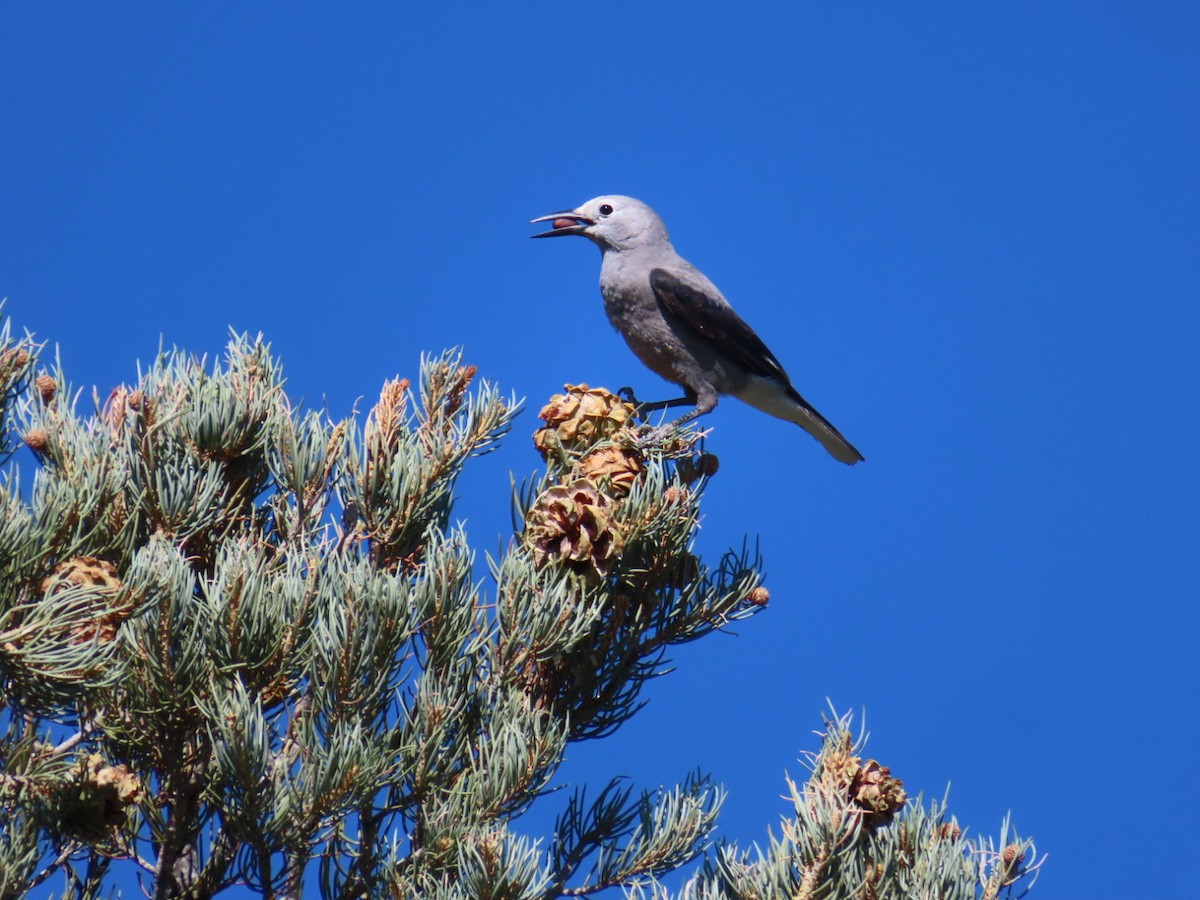 Clark's Nutcracker - ML642019332