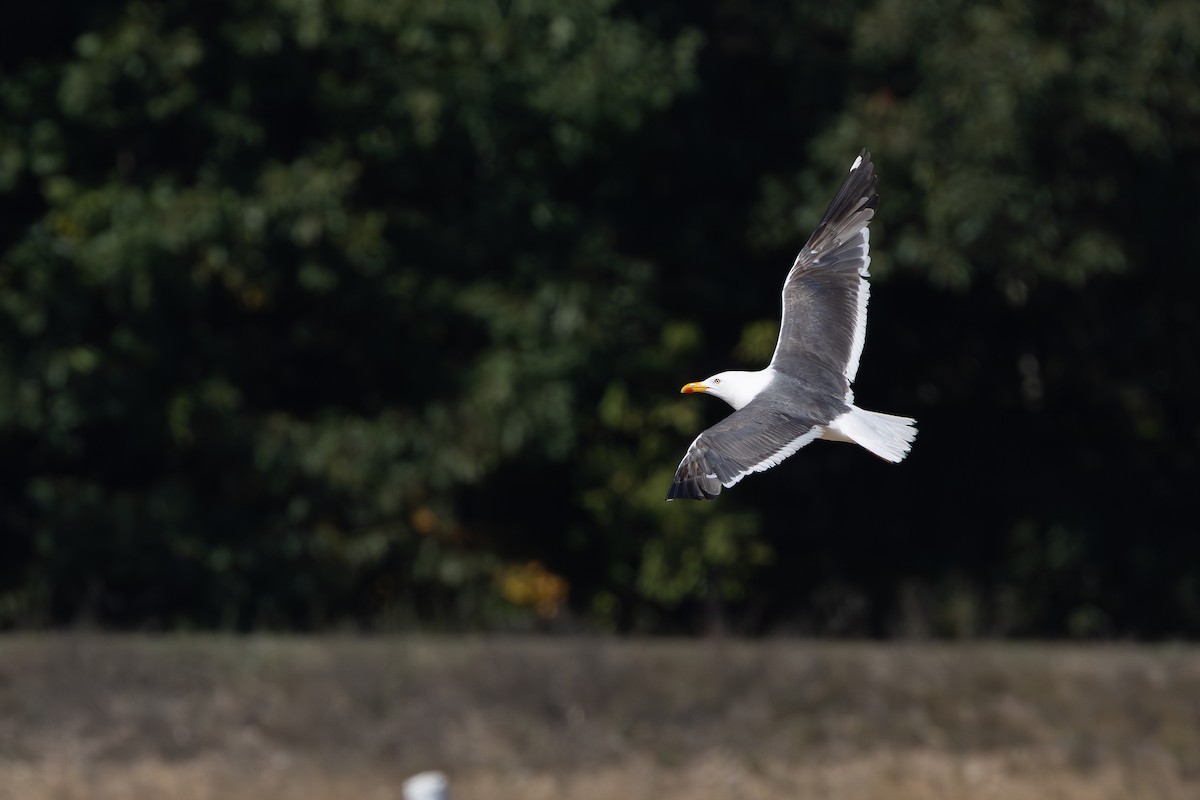 Lesser Black-backed Gull - ML642019334