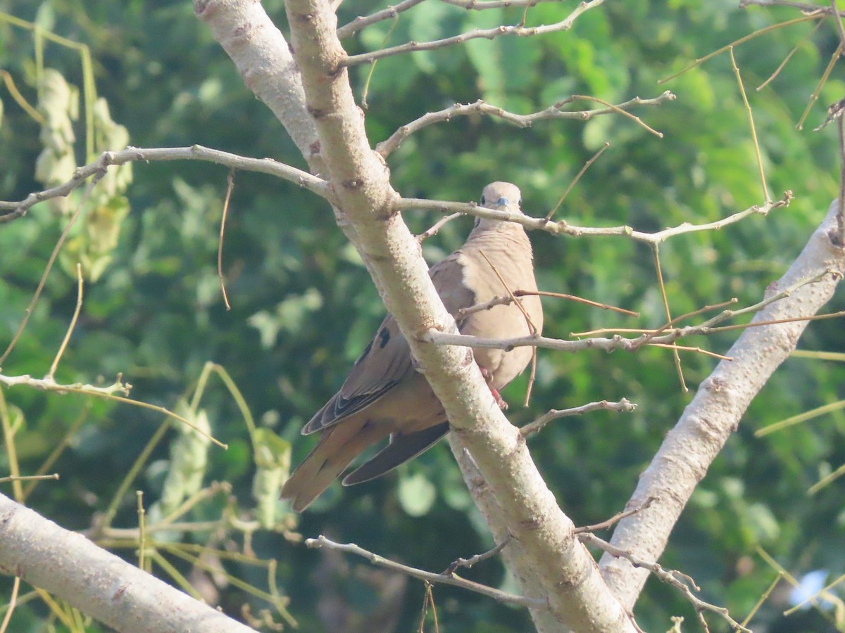 Eared Dove - ML642019351
