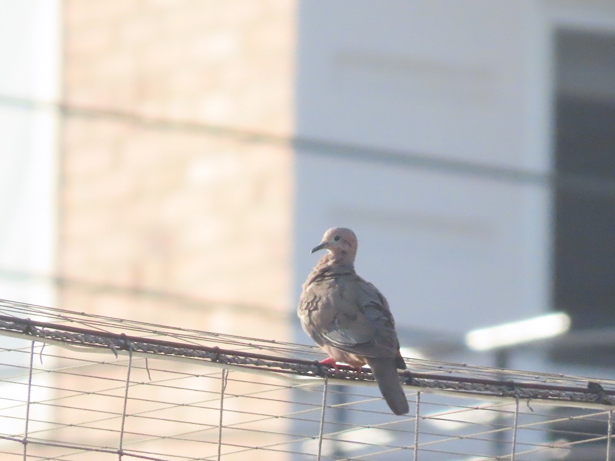 Eared Dove - ML642019352