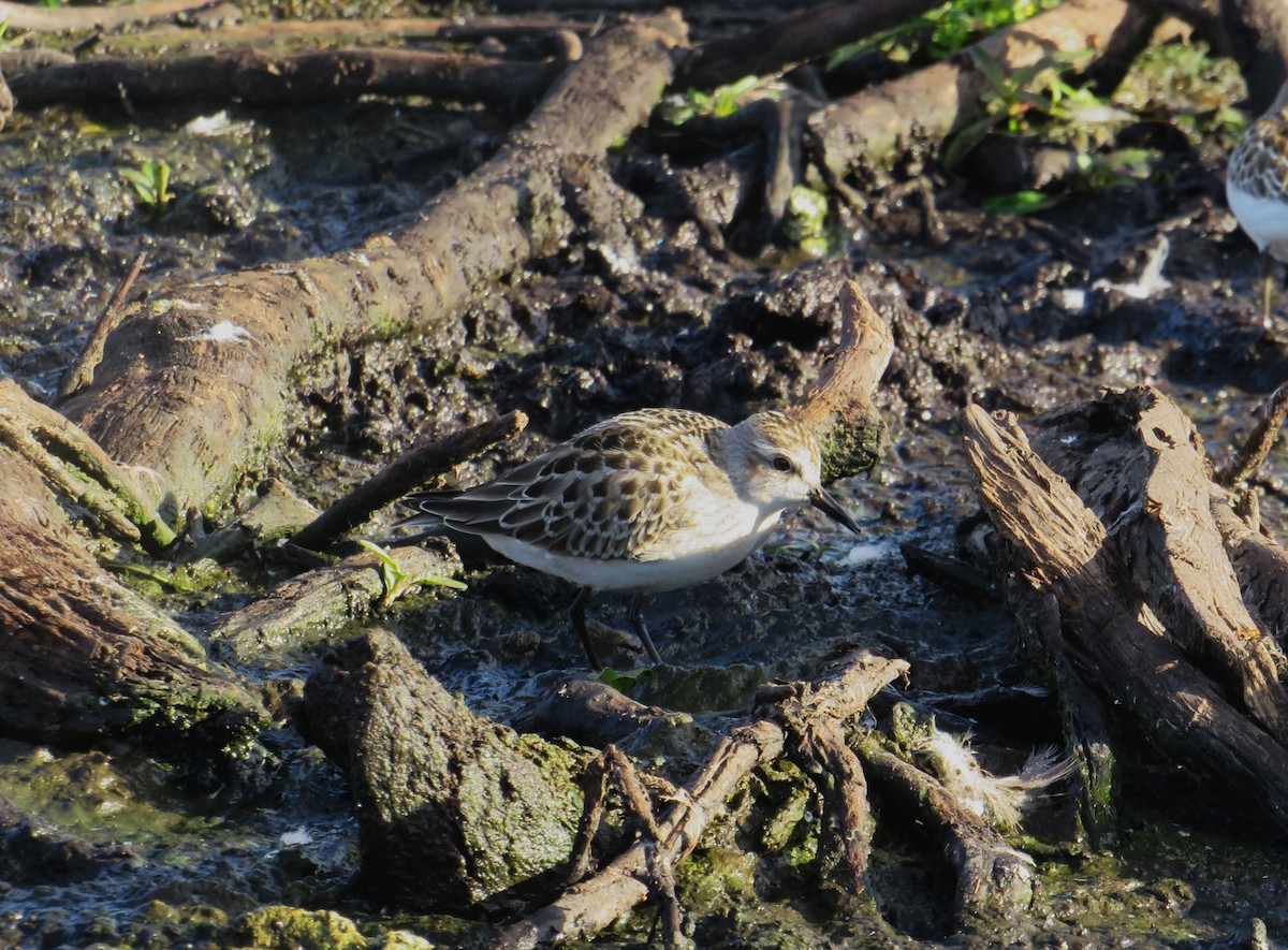 Semipalmated Sandpiper - ML642019391