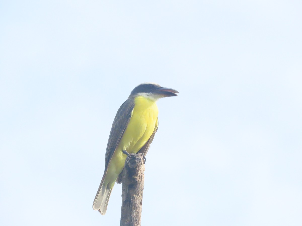 Boat-billed Flycatcher - ML642019394
