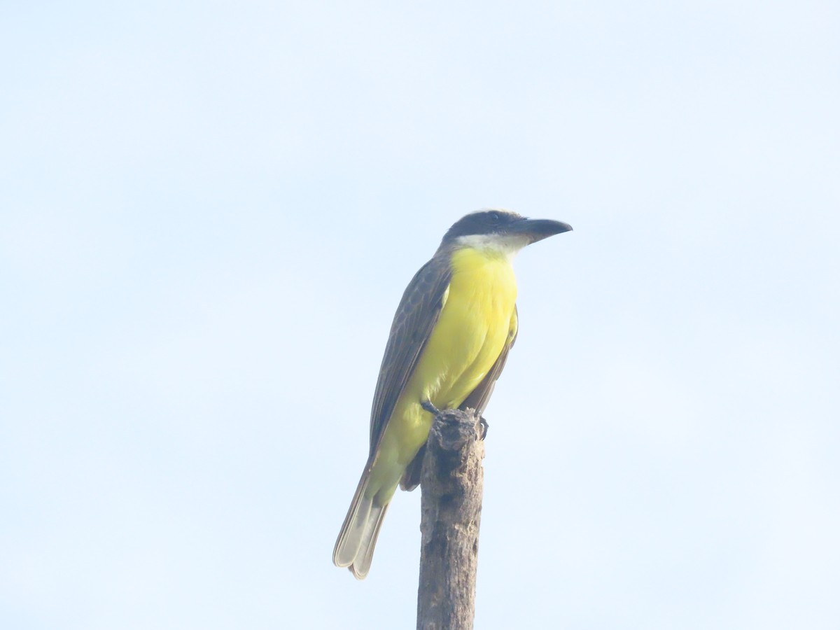 Boat-billed Flycatcher - ML642019395