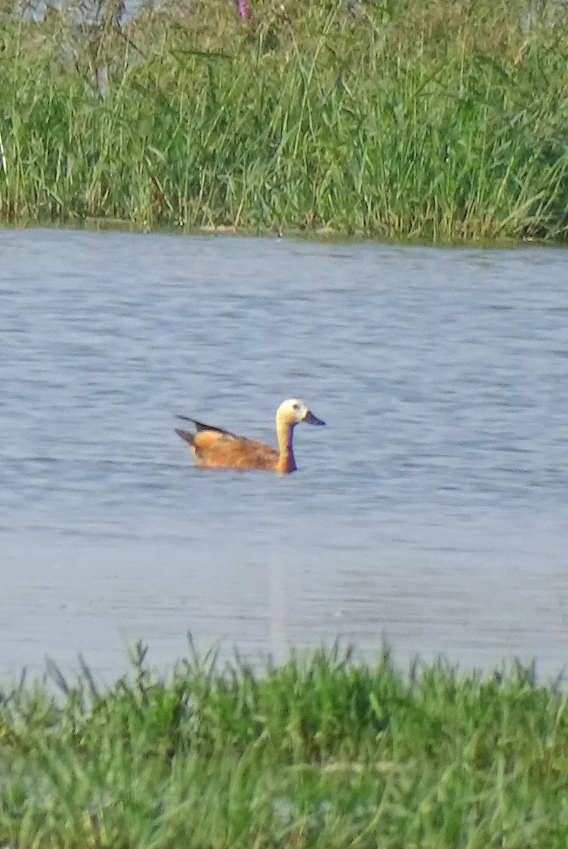 Ruddy Shelduck - ML642019399