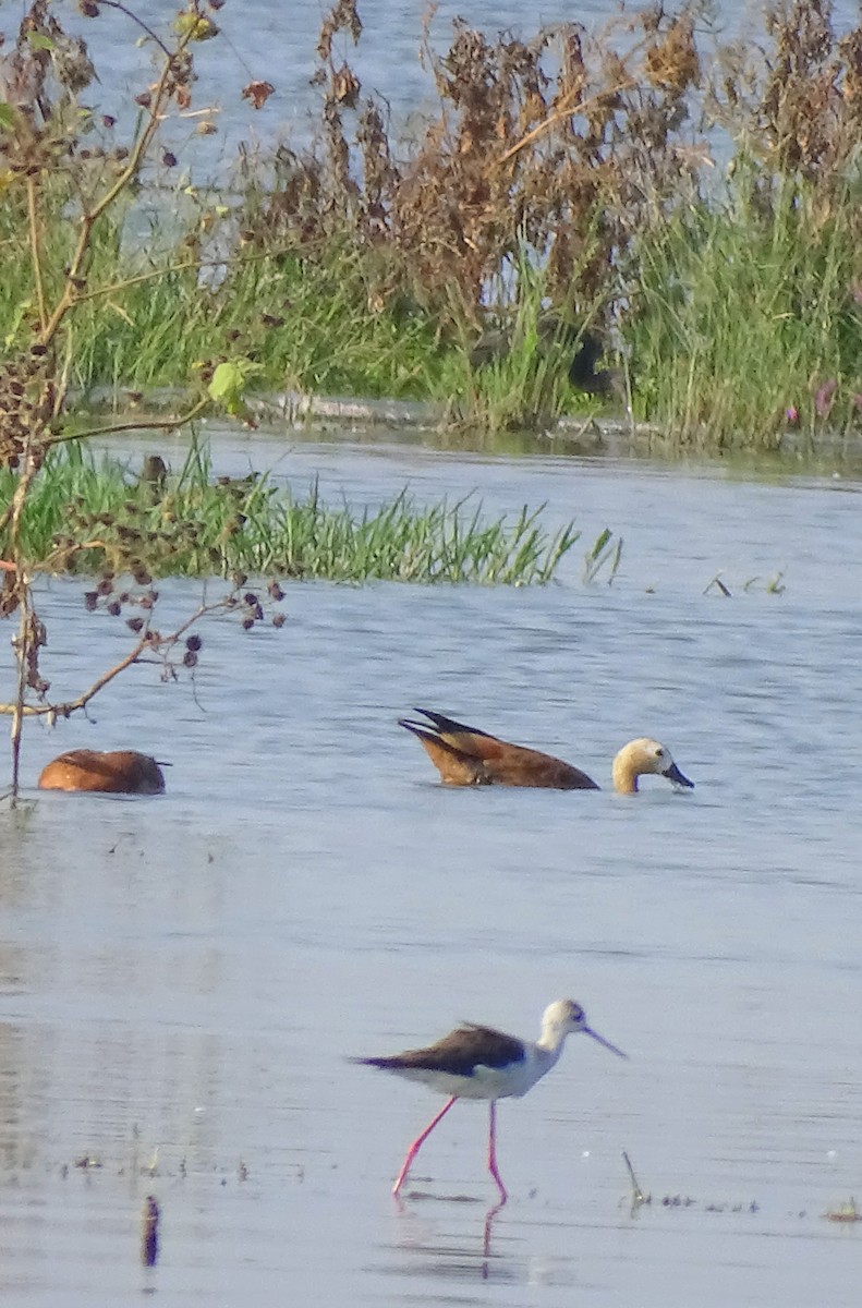 Ruddy Shelduck - ML642019400