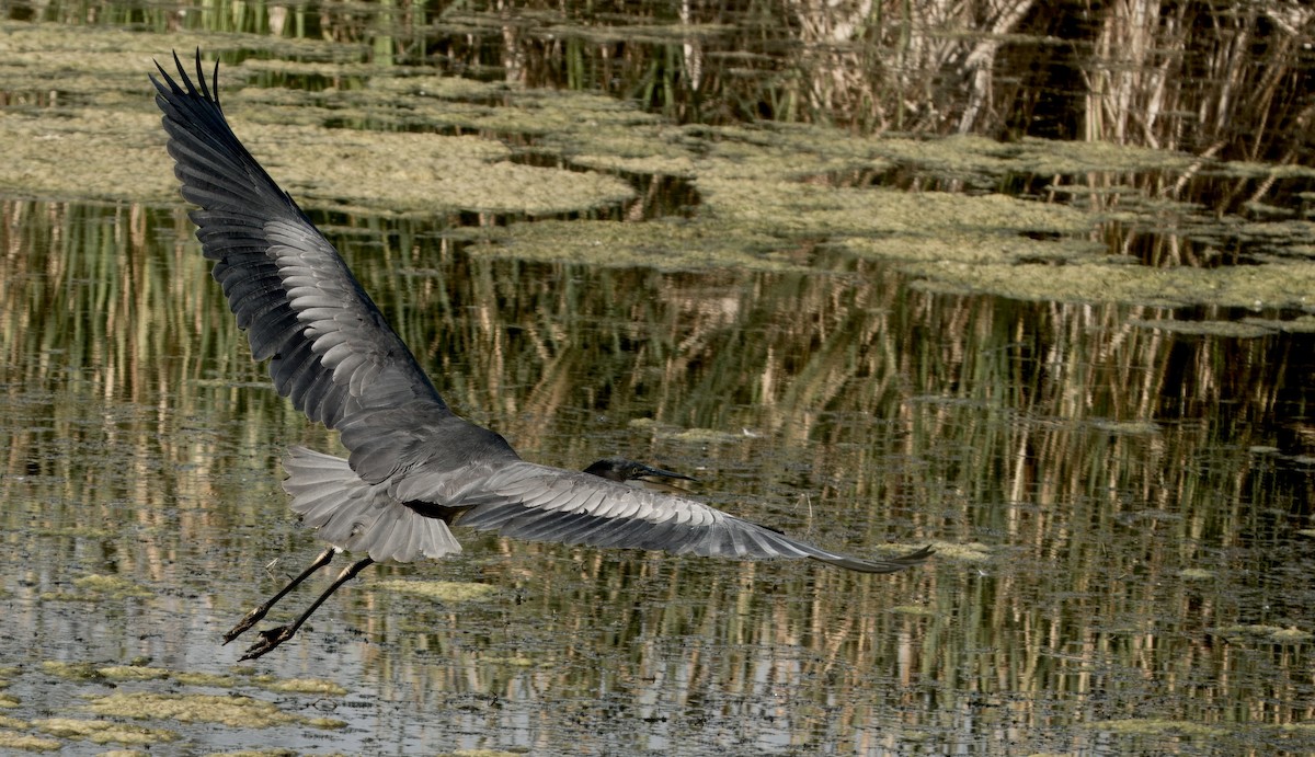 Great Blue Heron - ML642019403