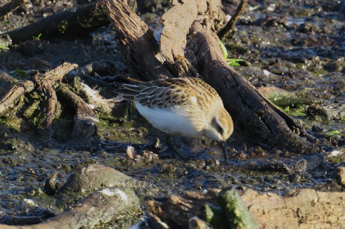 Semipalmated Sandpiper - ML642019416
