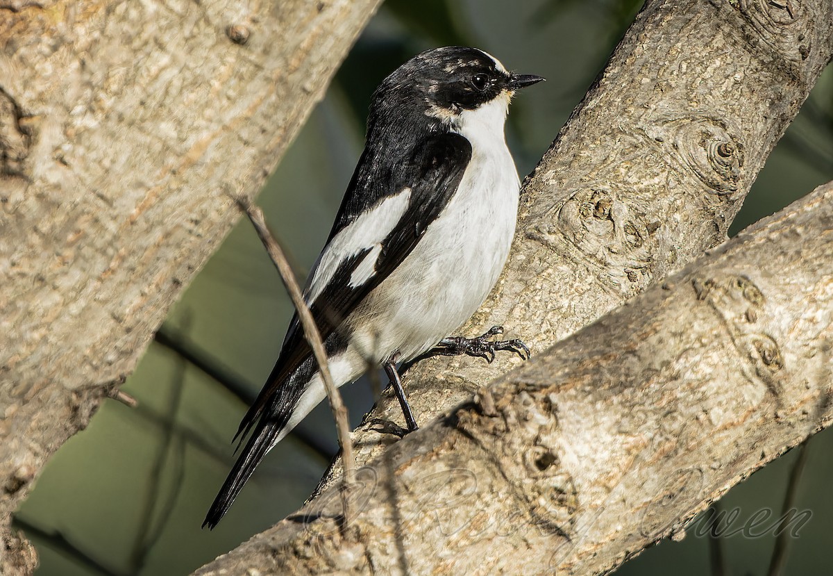 Atlas Flycatcher - ML642019419