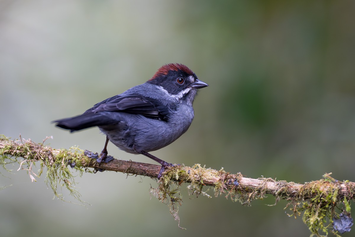 Northern Slaty Brushfinch - ML642019420