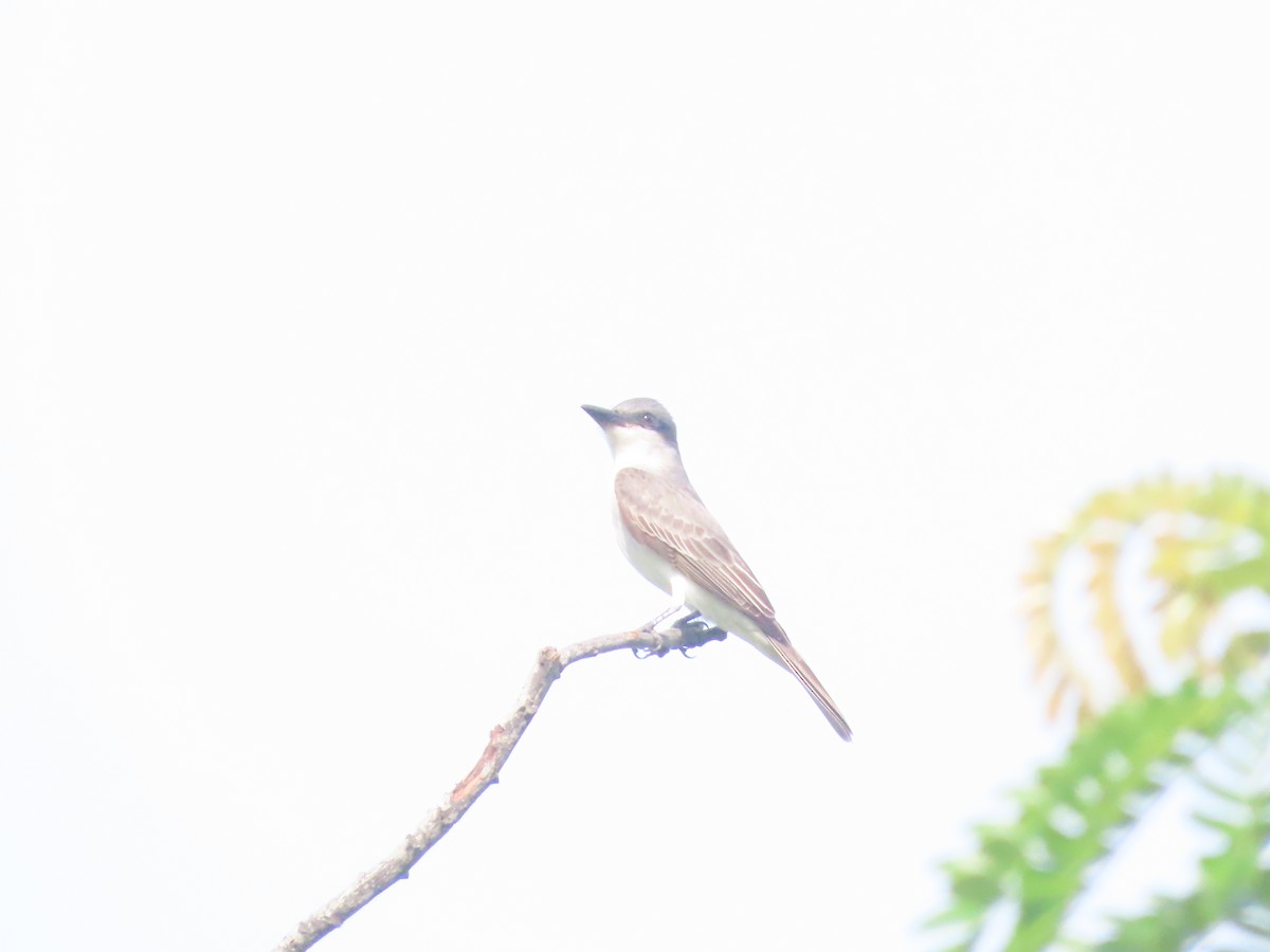 Gray Kingbird - ML642019449