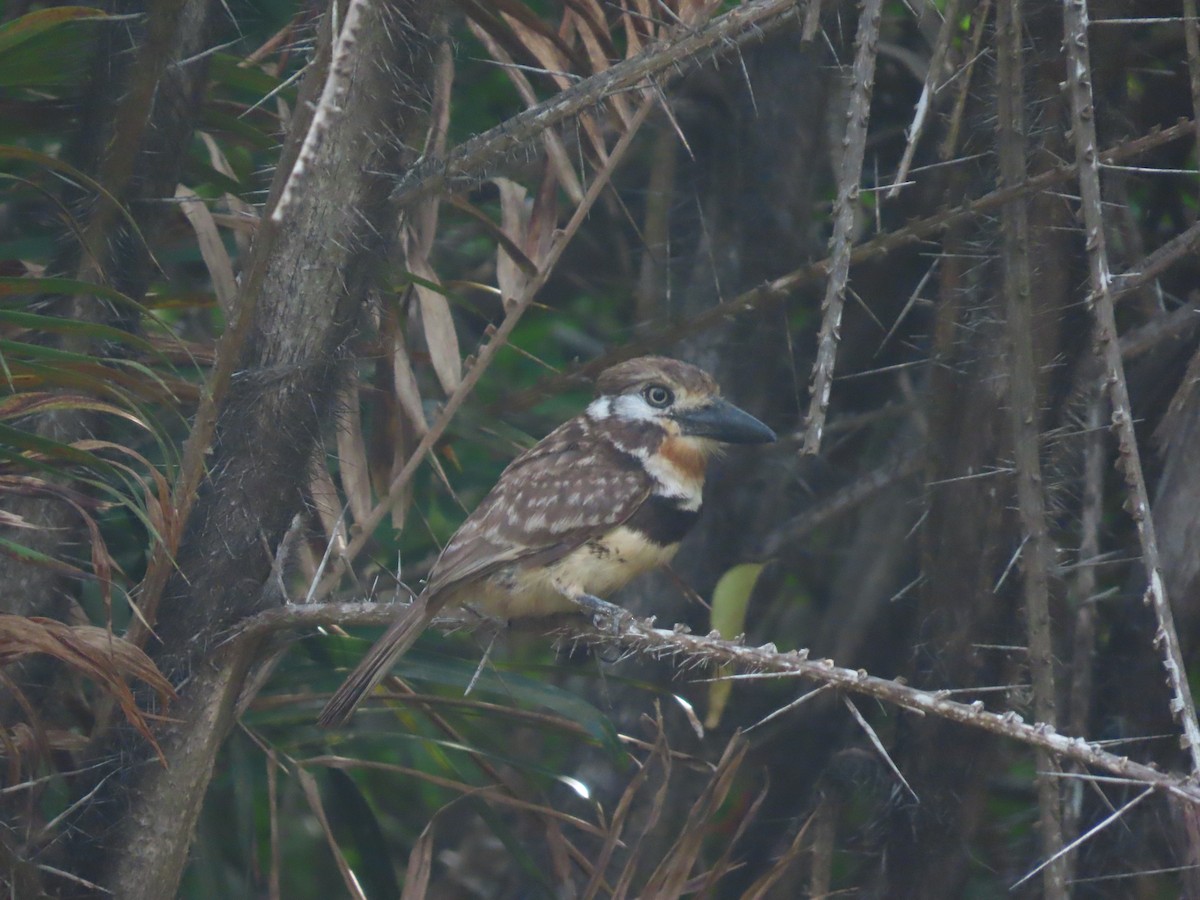 Russet-throated Puffbird - ML642019469