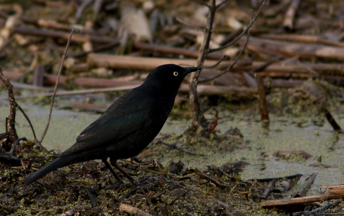 Rusty Blackbird - ML642019470