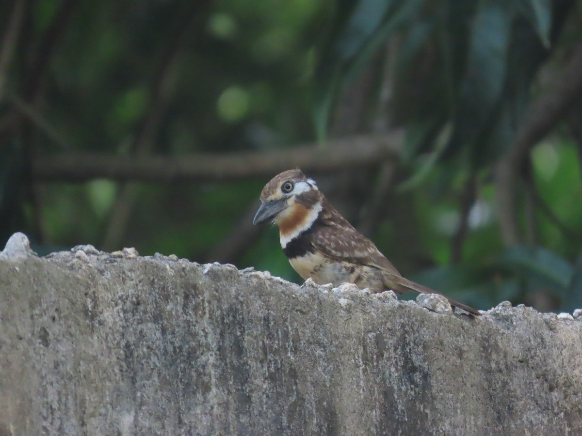 Russet-throated Puffbird - ML642019471