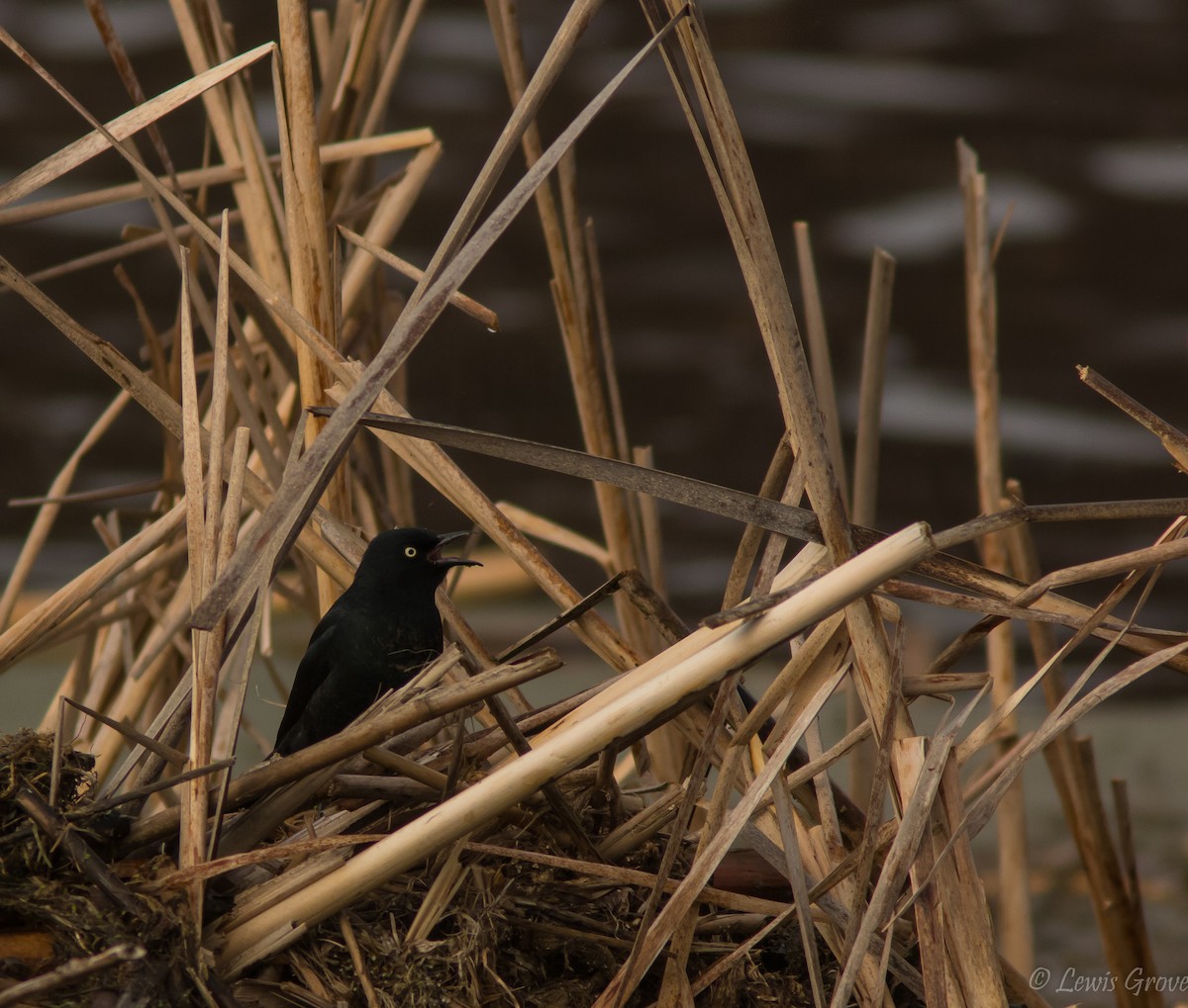 Rusty Blackbird - ML642019472