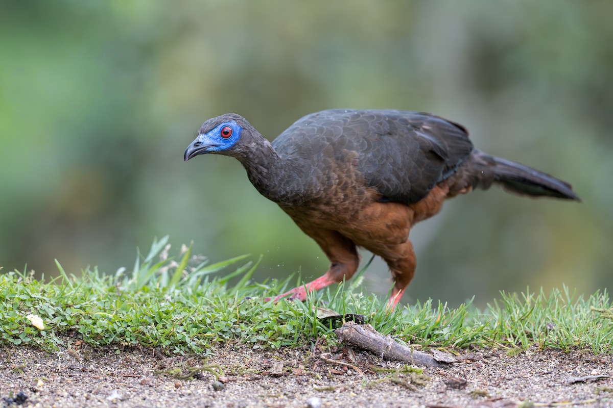 Sickle-winged Guan - ML642019486