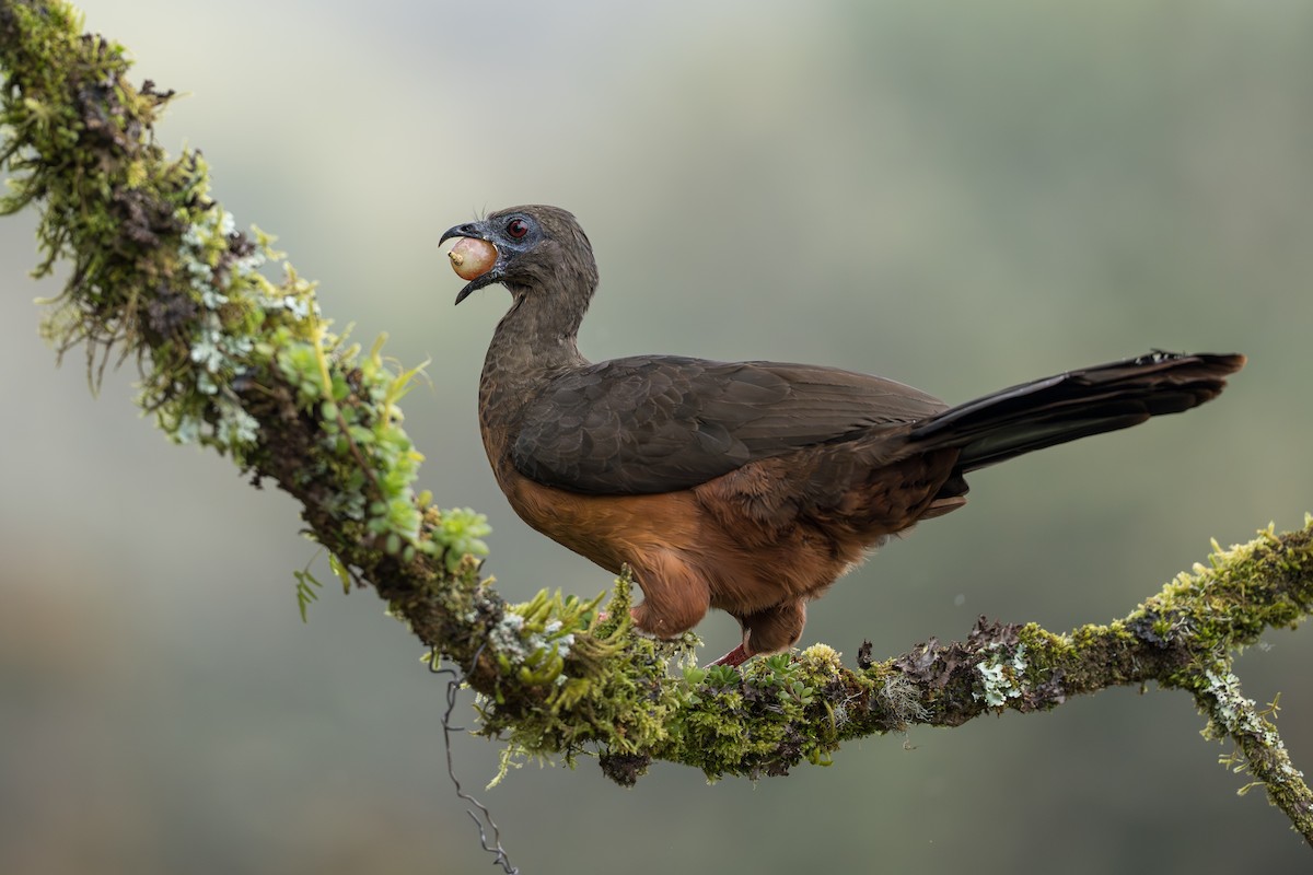 Sickle-winged Guan - ML642019487