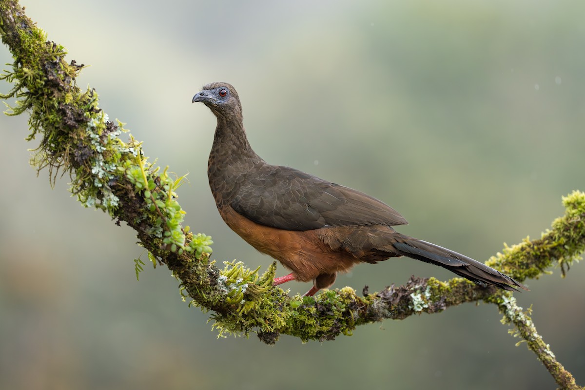 Sickle-winged Guan - ML642019488