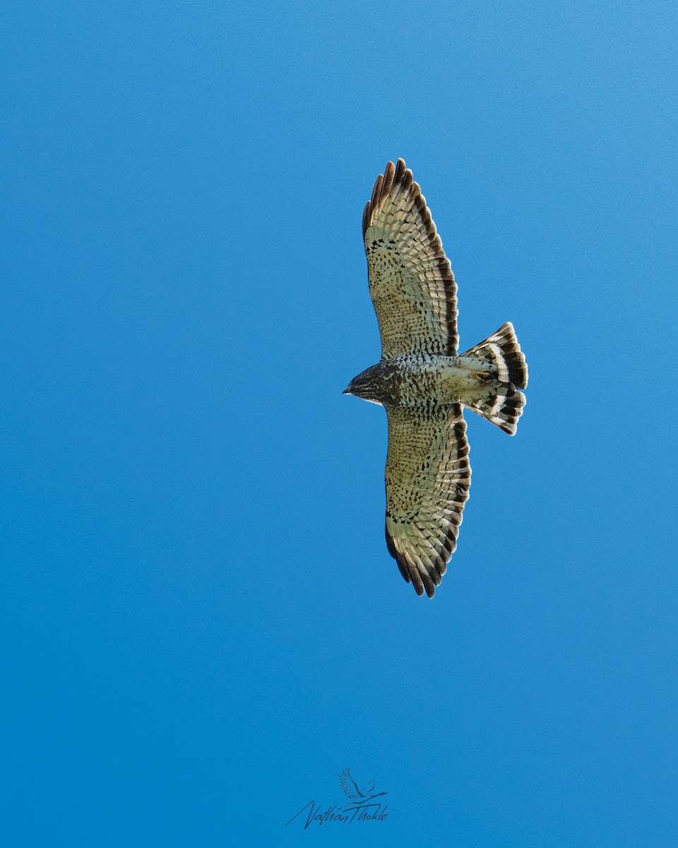 Канюк ширококрилий - ML642019492