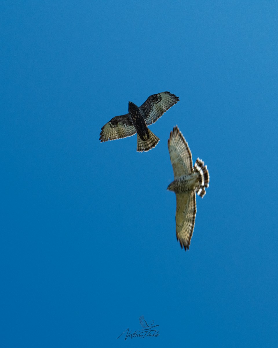 Канюк ширококрилий - ML642019493