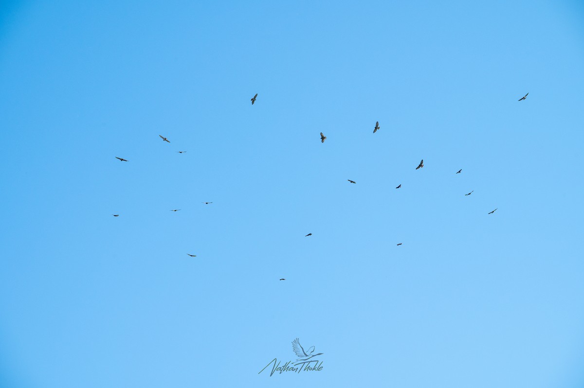 Канюк ширококрилий - ML642019494