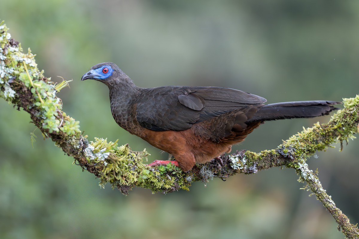 Sickle-winged Guan - ML642019500