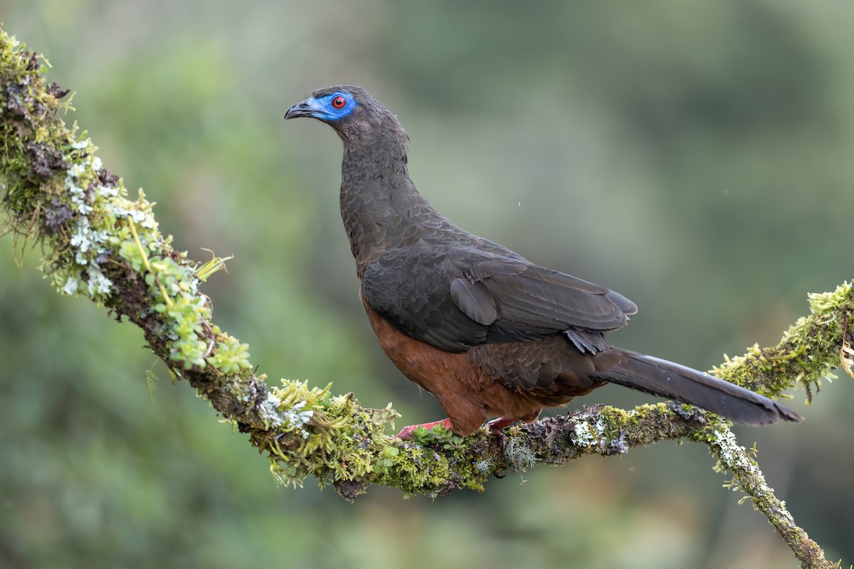Sickle-winged Guan - ML642019502