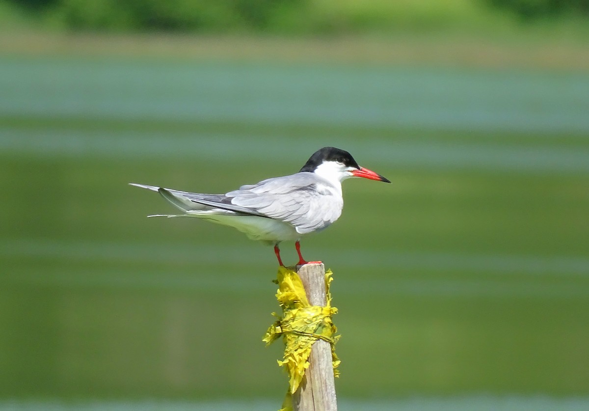 Common Tern - ML642019504