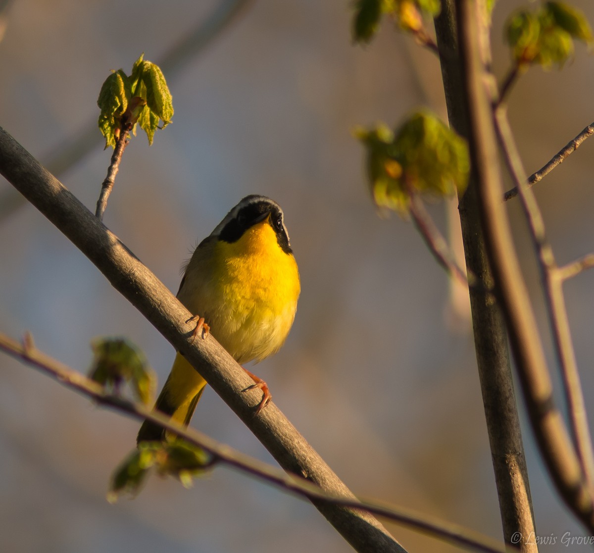 Common Yellowthroat - ML642019505